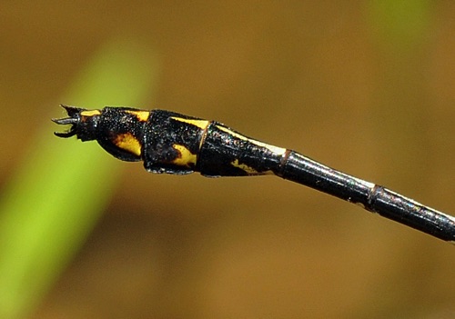 Male
2009_07_03_Floyd